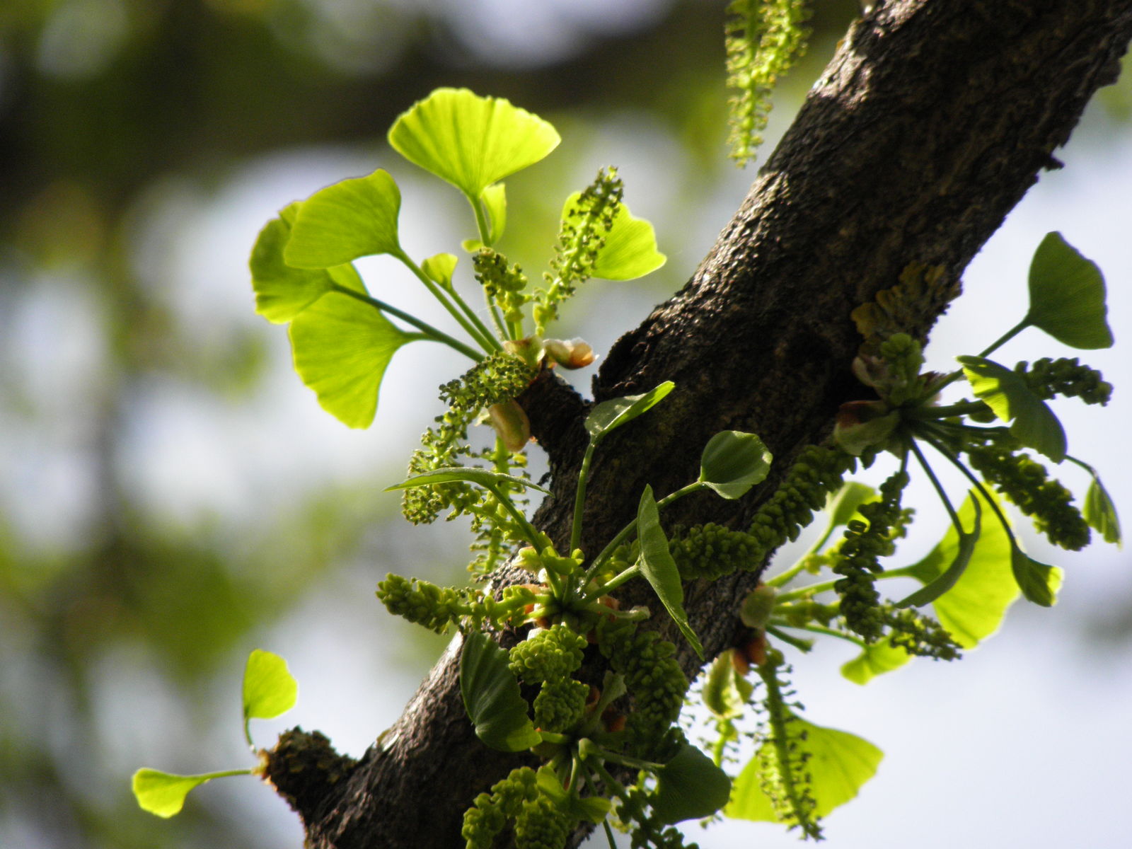 Overweldigend gekruld heuvel Ginkgo biloba L. | Plants of the World Online | Kew Science