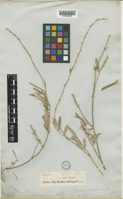 Kew Gardens K000848858:  Aucher-Eloy, P.M.R. [4334] Oman