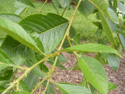 Prunus × yedoensis Matsum. | Plants of the World Online | Kew Science