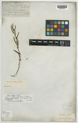 Kew Gardens K000791624:  Cunningham, A. [4251] Australia