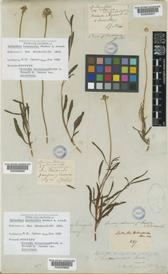 Kew Gardens K000009855:  s.coll. [867] Brazil