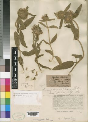 Kew Gardens K000193975:  Whyte, A. [664] Malawi