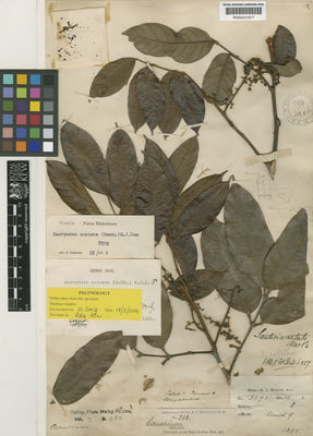 Kew Gardens K000651917:  Maingay, A.C. [3295] Malaysia