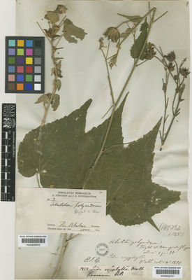 Kew Gardens K000659543:  Strachey, R.; Winterbottom, J.E. [3] India