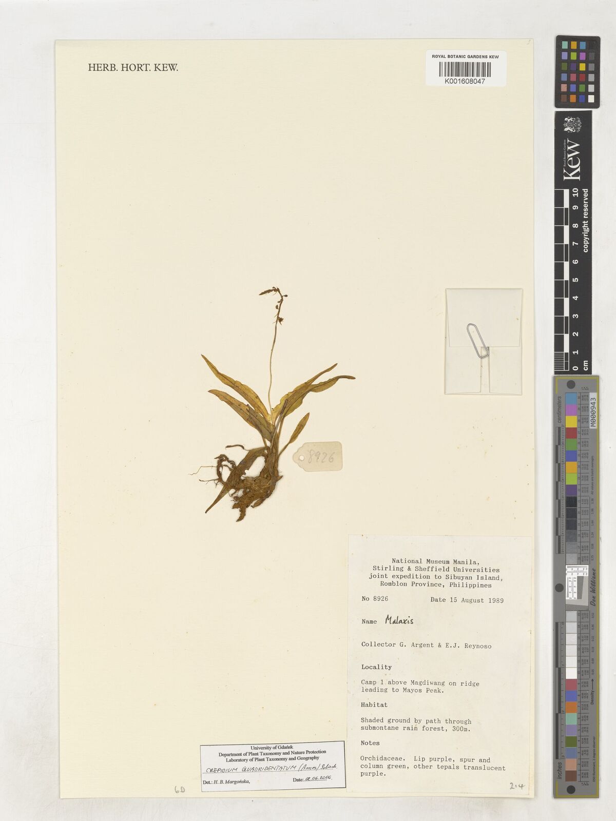 Crepidium quadridentatum
