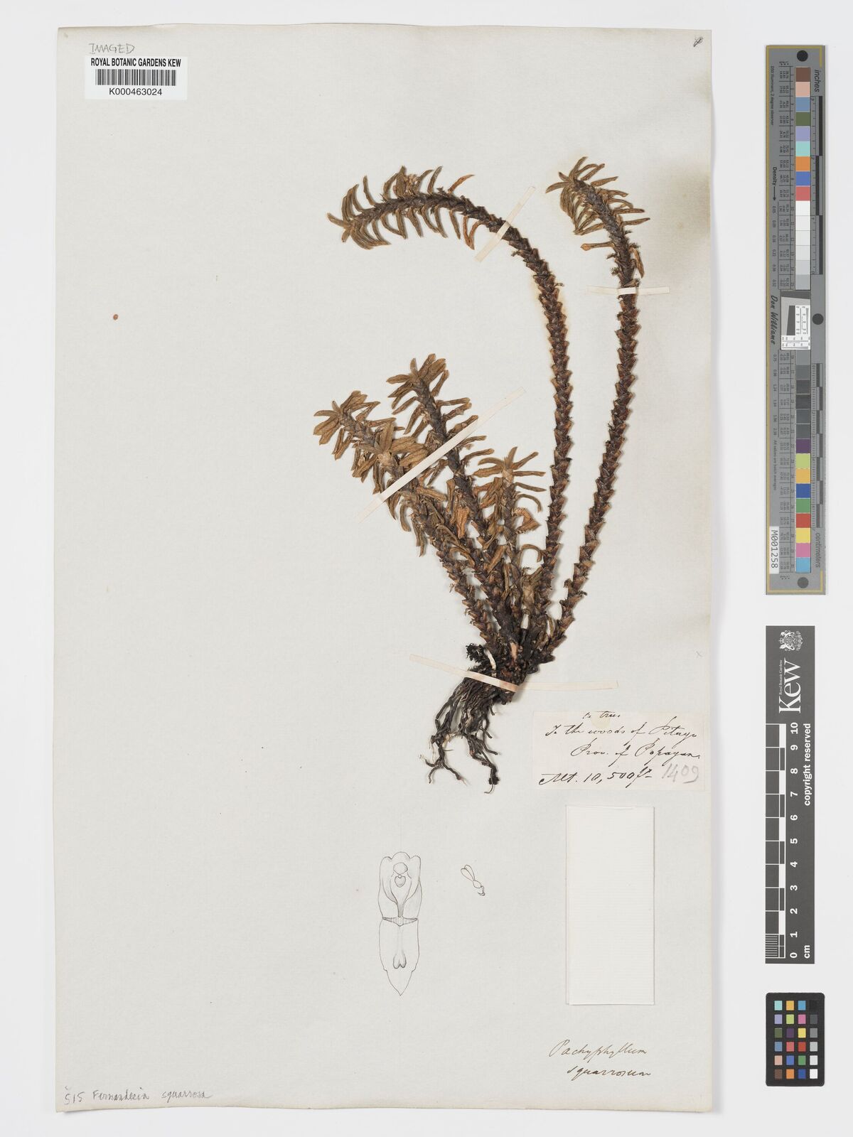 Kew Gardens K000463024:  unknown [1409] Colombia