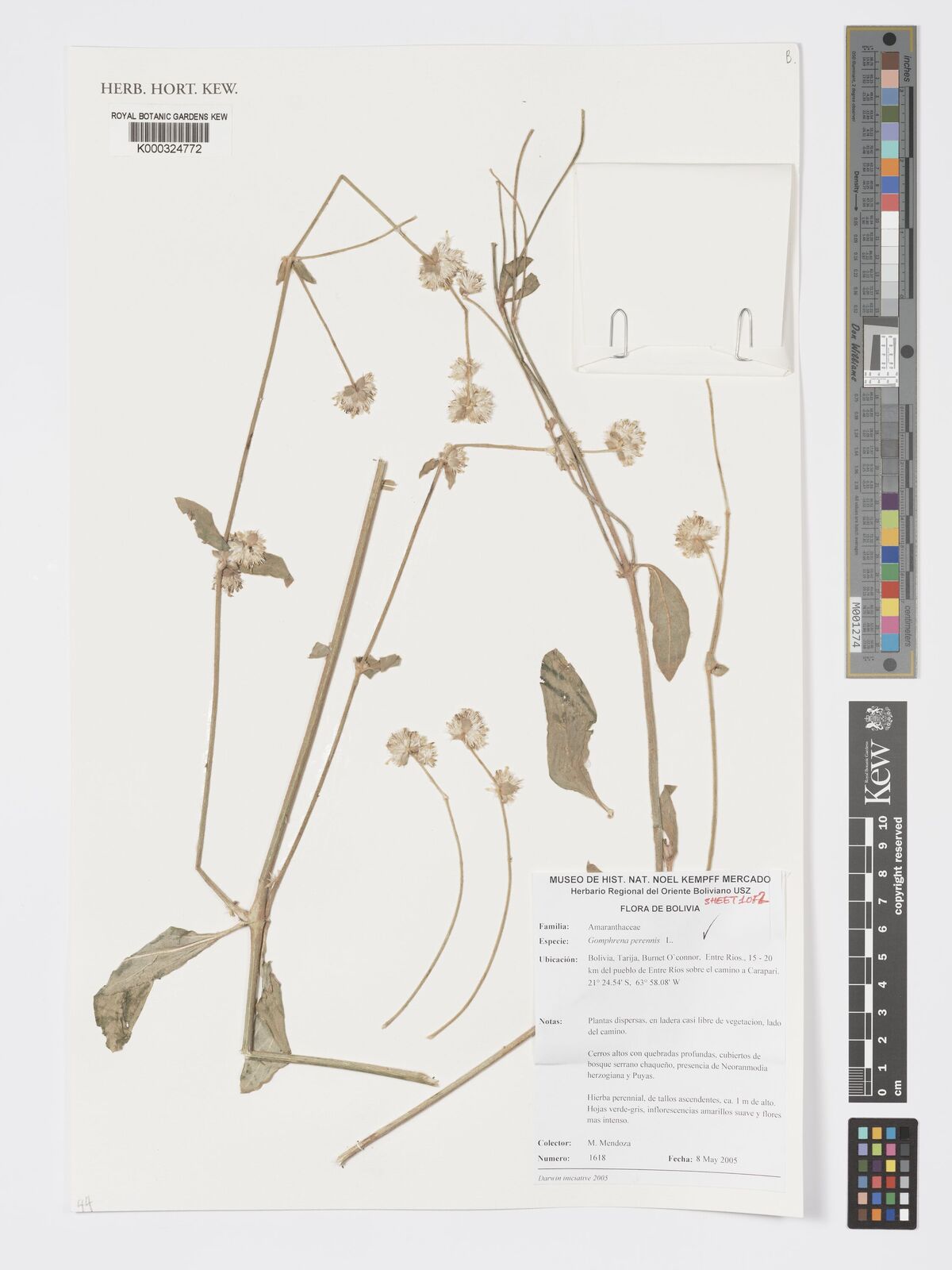 Gomphrena perennis