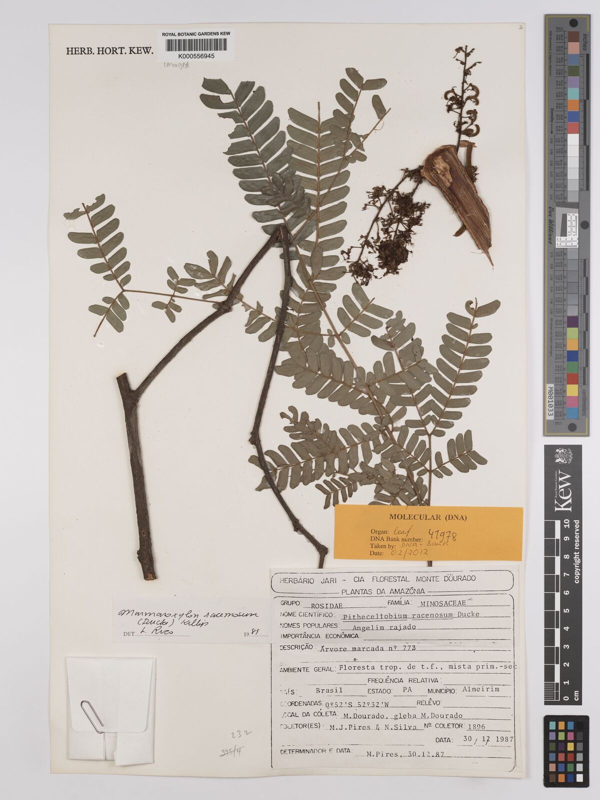 Kew Gardens K000556945:  Pires, M.J.; Silva, N. [1896] Brazil