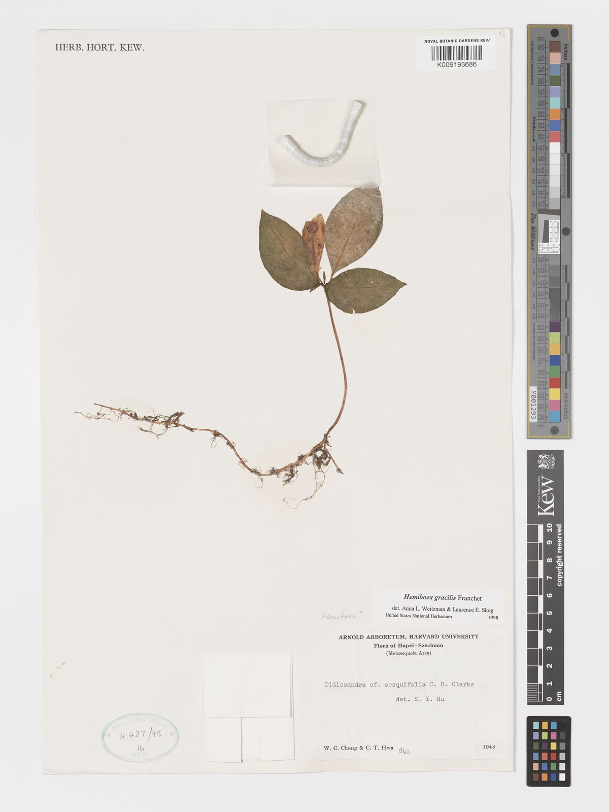Hemiboea gracilis