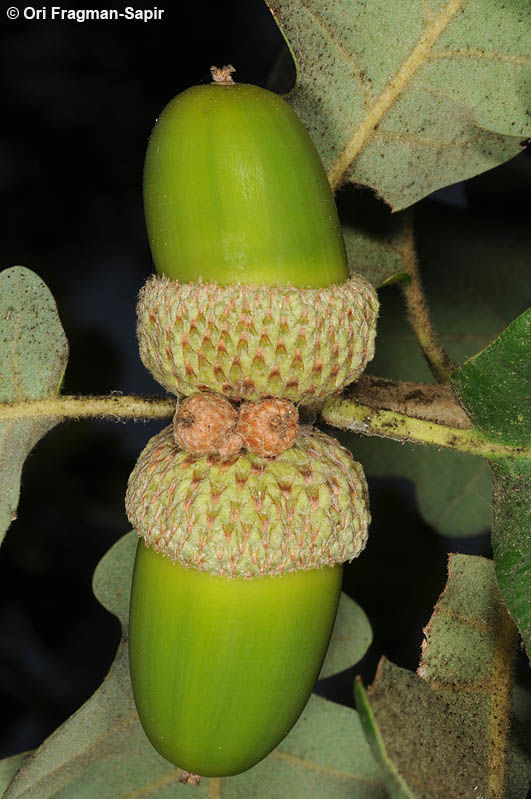 Quercus petraea (Matt.) Liebl. | Plants of the World Online | Kew Science
