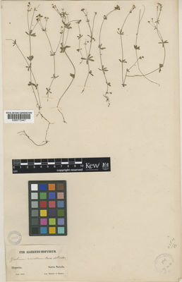 Kew Gardens K000772447:  Boissier, P.E.; Reuter, G.F. [s.n.] Spain