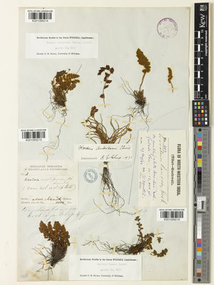 Kew Gardens K001089214:  s.coll. [s.n.]