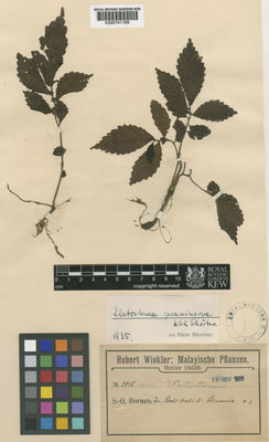 Kew Gardens K000741169:  Winkler, H. [2856] Borneo