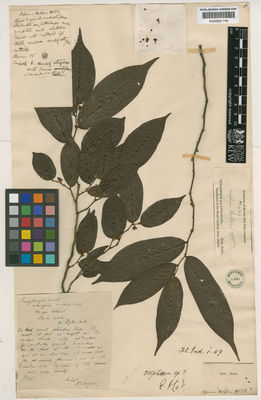 Kew Gardens K000691746:  Helfer, J.W. [449] BU