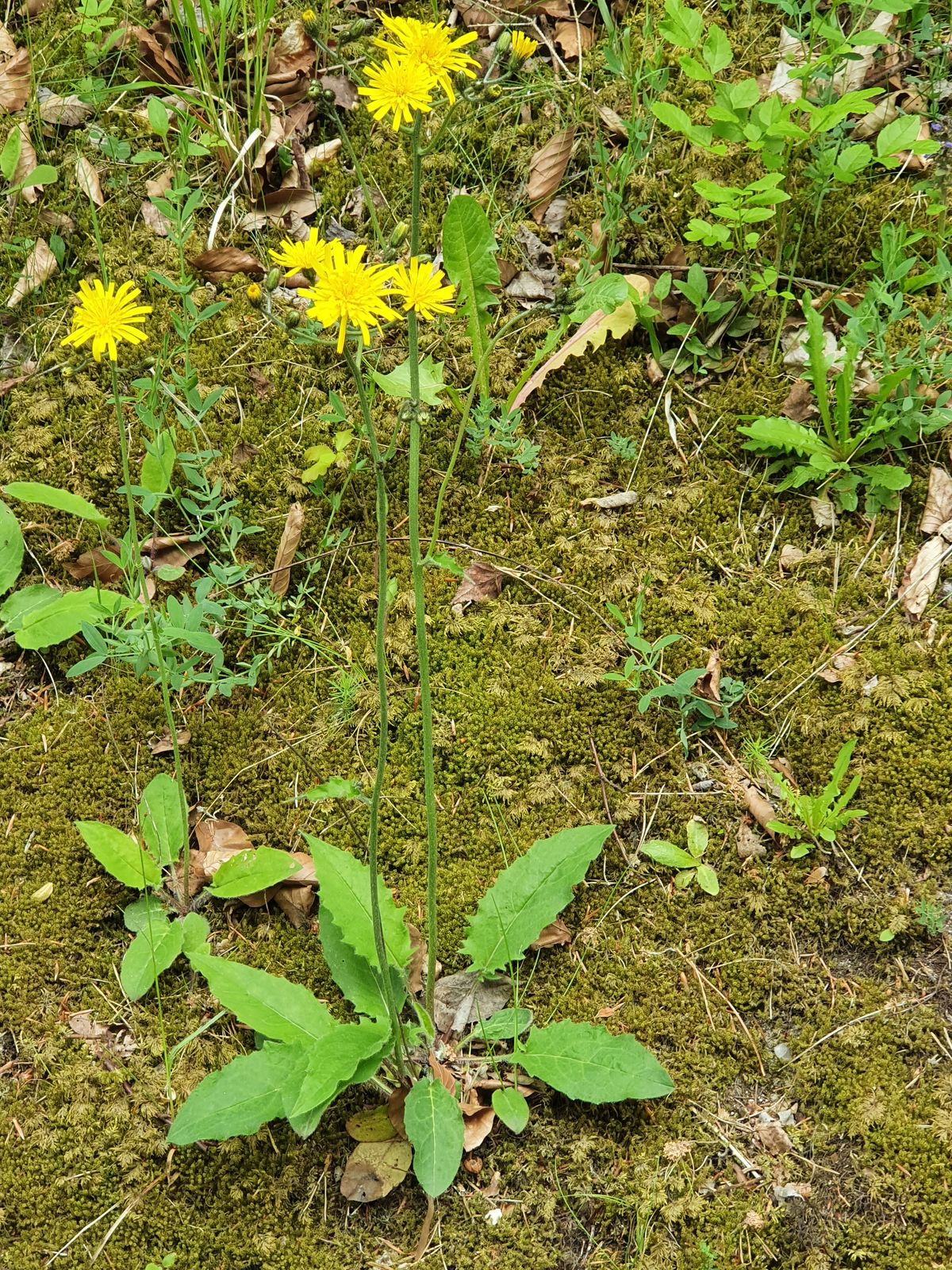 Hieracium murorum subsp. carcarophyllum (Johanss.) Zahn | Plants of the ...