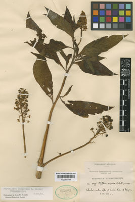 Kew Gardens K000601168:  s.coll. [4479] Colombia
