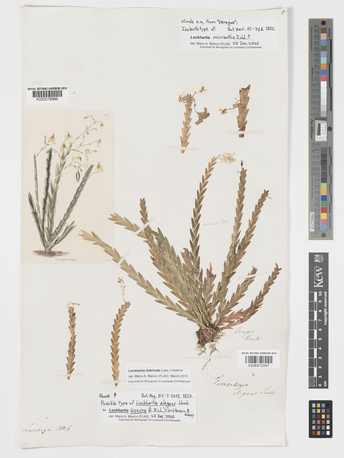 Kew Gardens K000078999:  Loddiges [1826]