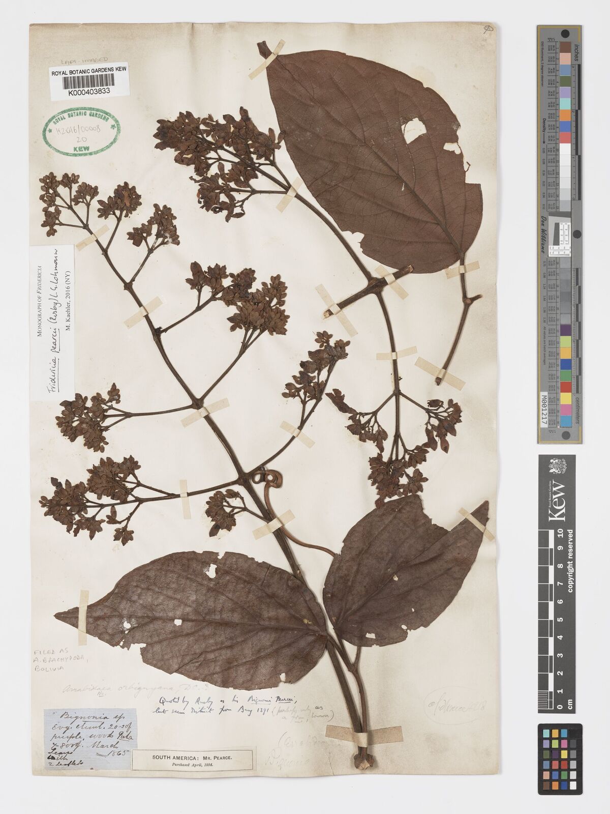 Kew Gardens K000403833: s.coll. Kew Gardens K000403833: s.coll.