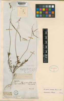 Kew Gardens K000230363:  Burchell, W.J. [6214]