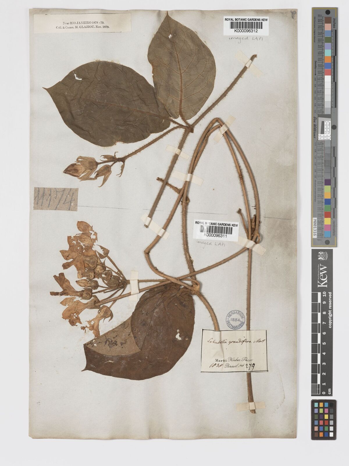 Kew Gardens K000096312:  Glaziou, A.F.M. [11174] Brazil