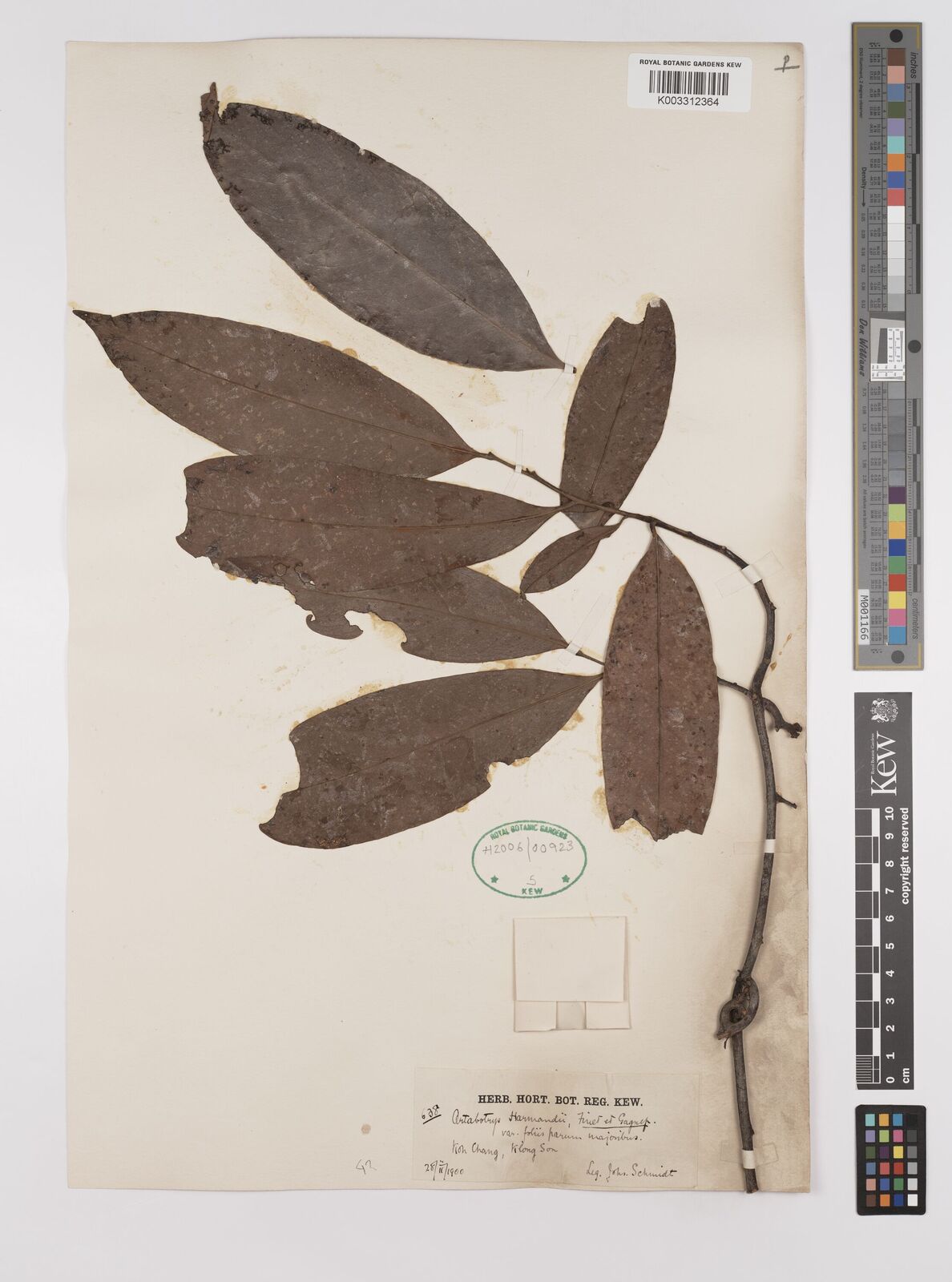 Artabotrys harmandii