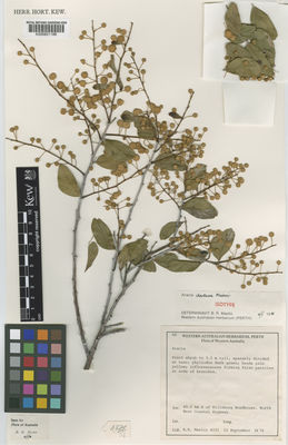 Kew Gardens K000821189:  Maslin, B.R. [4331] Australia