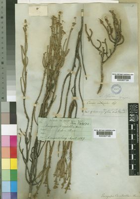 Kew Gardens K000307124:  Drege [s.n.] South Africa