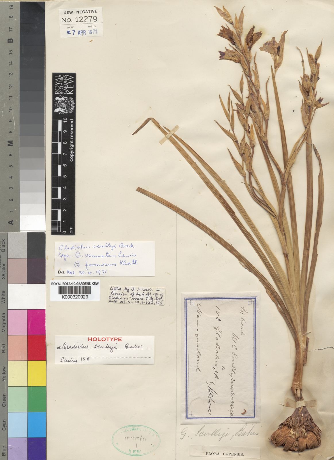 Gladiolus scullyi Baker | Plants of the World Online | Kew Science