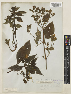 Kew Gardens K000883019:  Wight, R. [s.n.] India