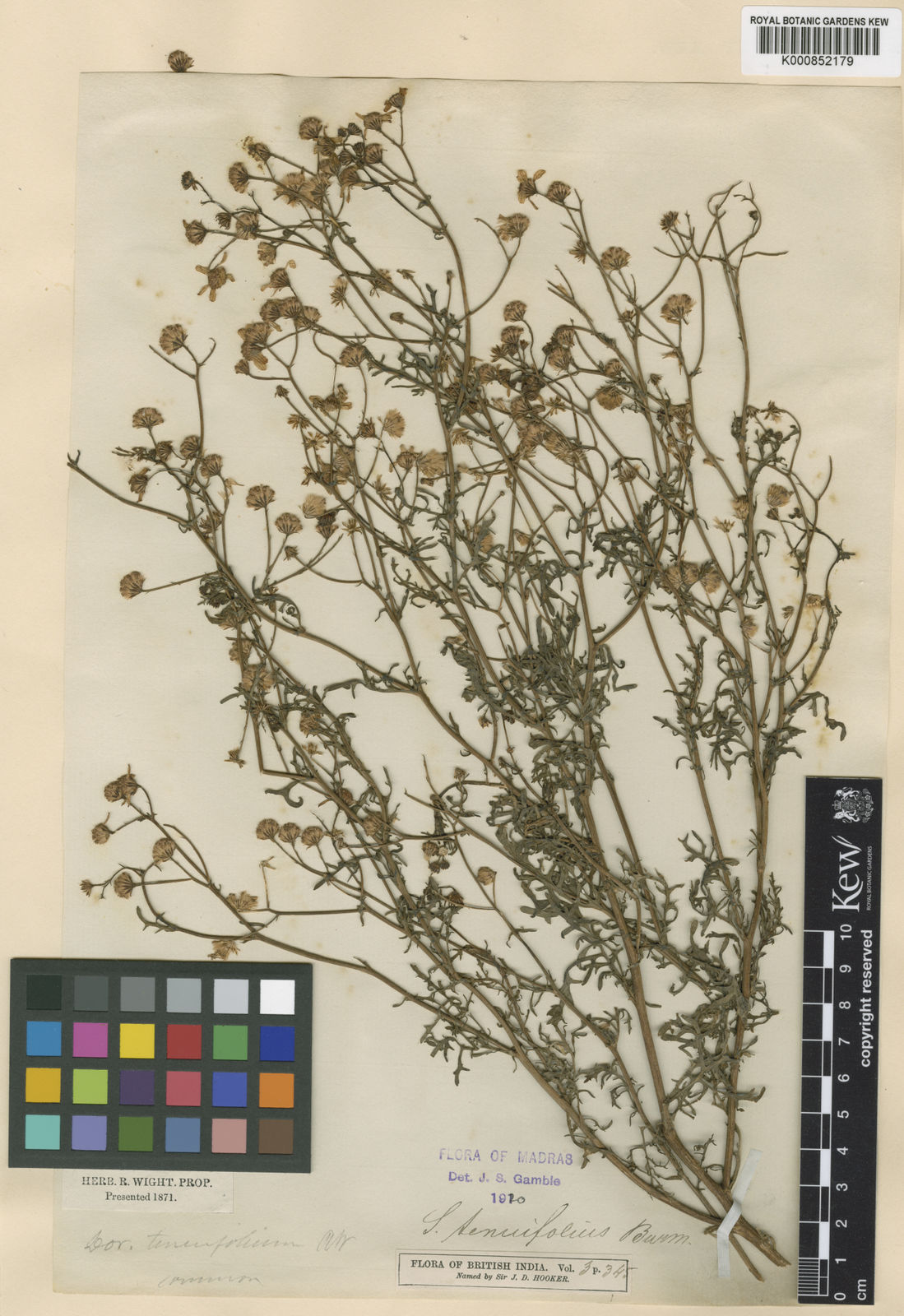 Senecio tenuifolius Burm.f. | Plants of the World Online | Kew Science