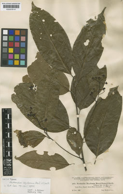 Kew Gardens K000576141:  Heyde; Lux [4260] Guatemala