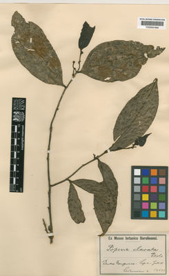 Kew Gardens K000691699:  Ledermann, C.L. [12633] Papua New Guinea