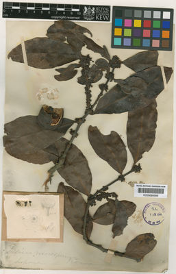 Kew Gardens K000669996:  s.coll. [s.n.] India