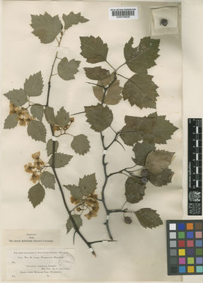 Kew Gardens K000758836:  Canby, W.M. [s.n.] United States