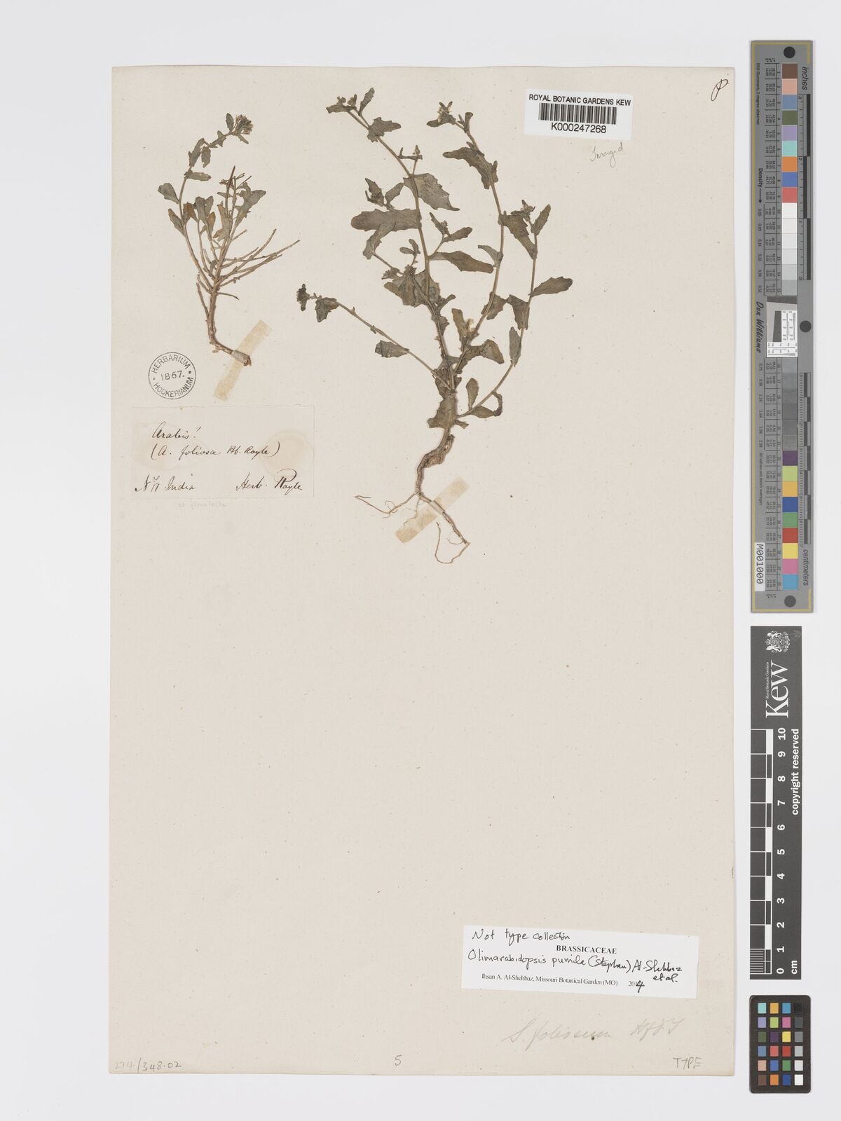 Kew Gardens K000247268:  Royal, J.F. [s.n.] India