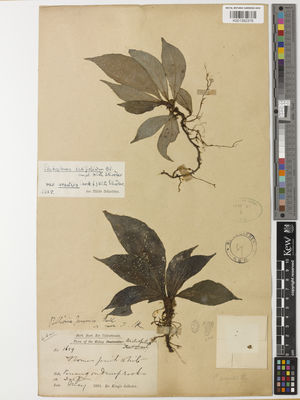 Kew Gardens K001392376:  Dr. King's Collector [1659] Malaysia