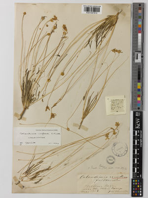 Kew Gardens K001097810:  von Mueller, F. [S.n.] Australia