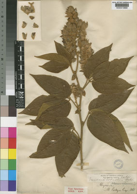 Kew Gardens K000419668:  Parkyns, M. [s.n.] Ethiopia