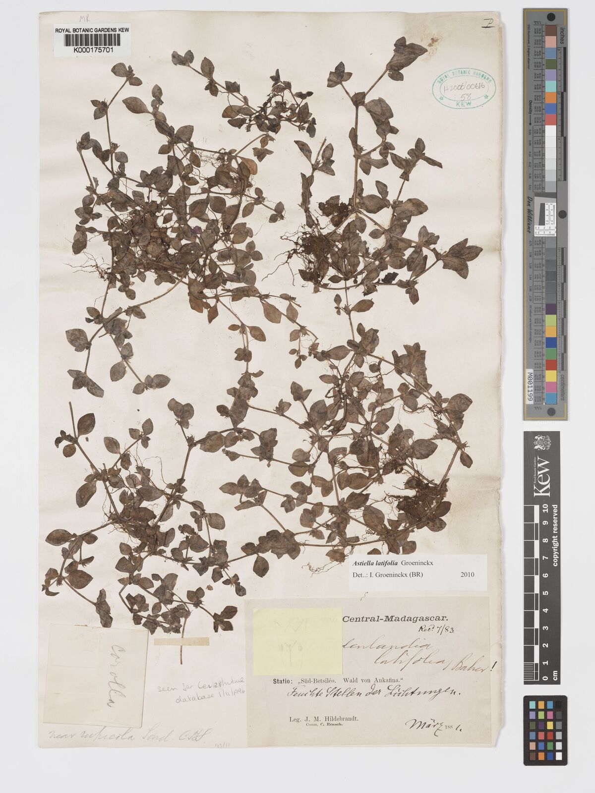 Kew Gardens K000175701:  Hildebrandt, J.M.; Rensch, C. [3941] Madagascar