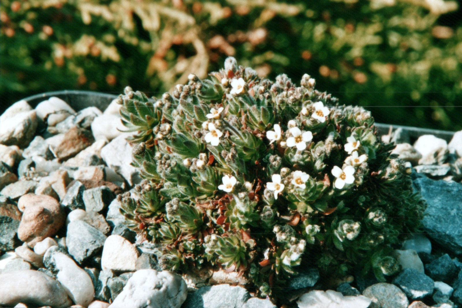 © copyright of the Board of Trustees of the Royal Botanic Gardens, Kew.