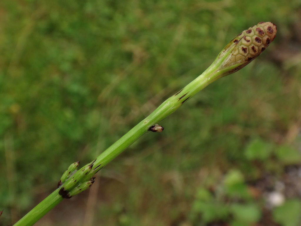 © copyright of the Board of Trustees of the Royal Botanic Gardens, Kew.