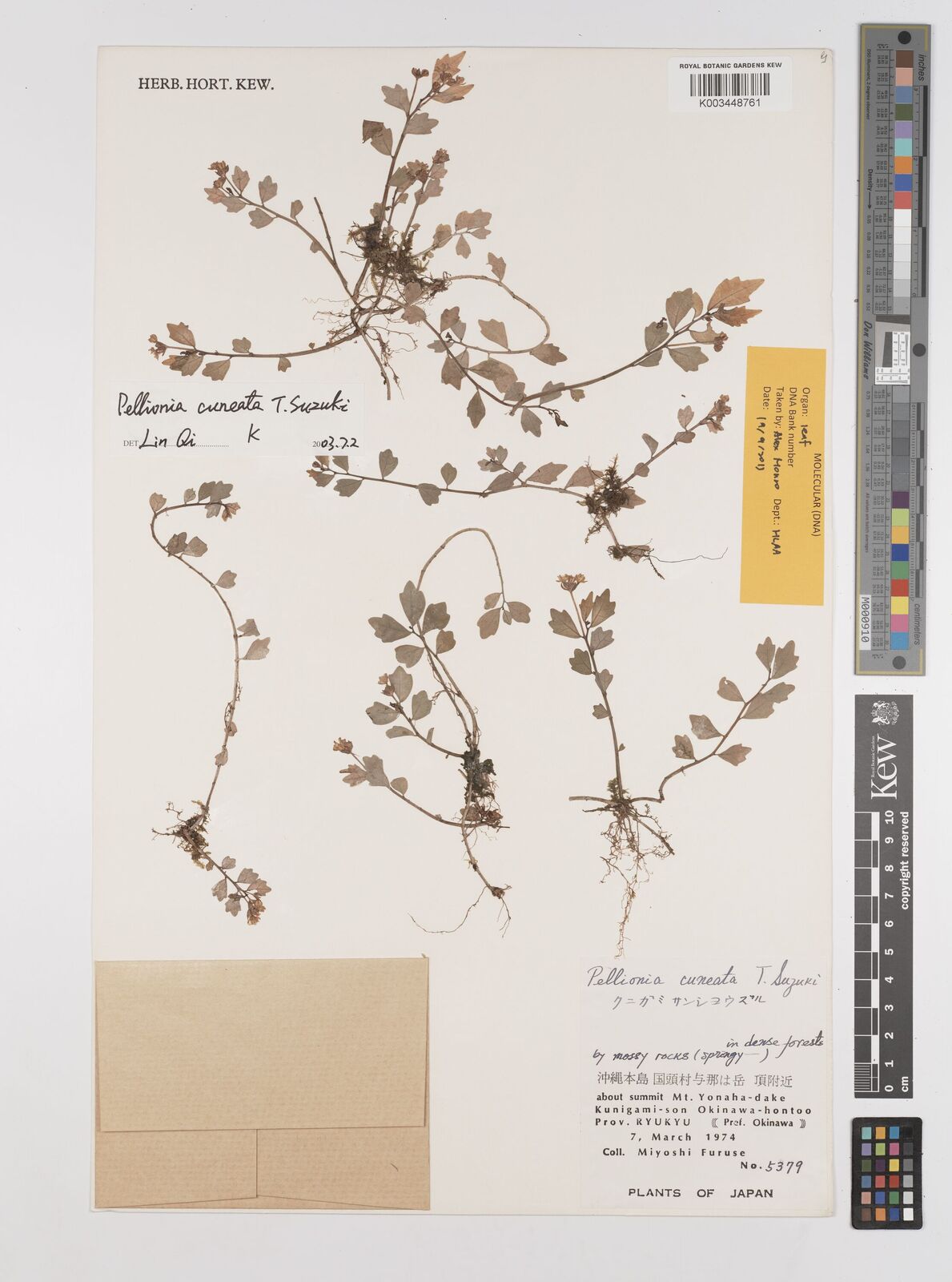 Elatostema suzukii