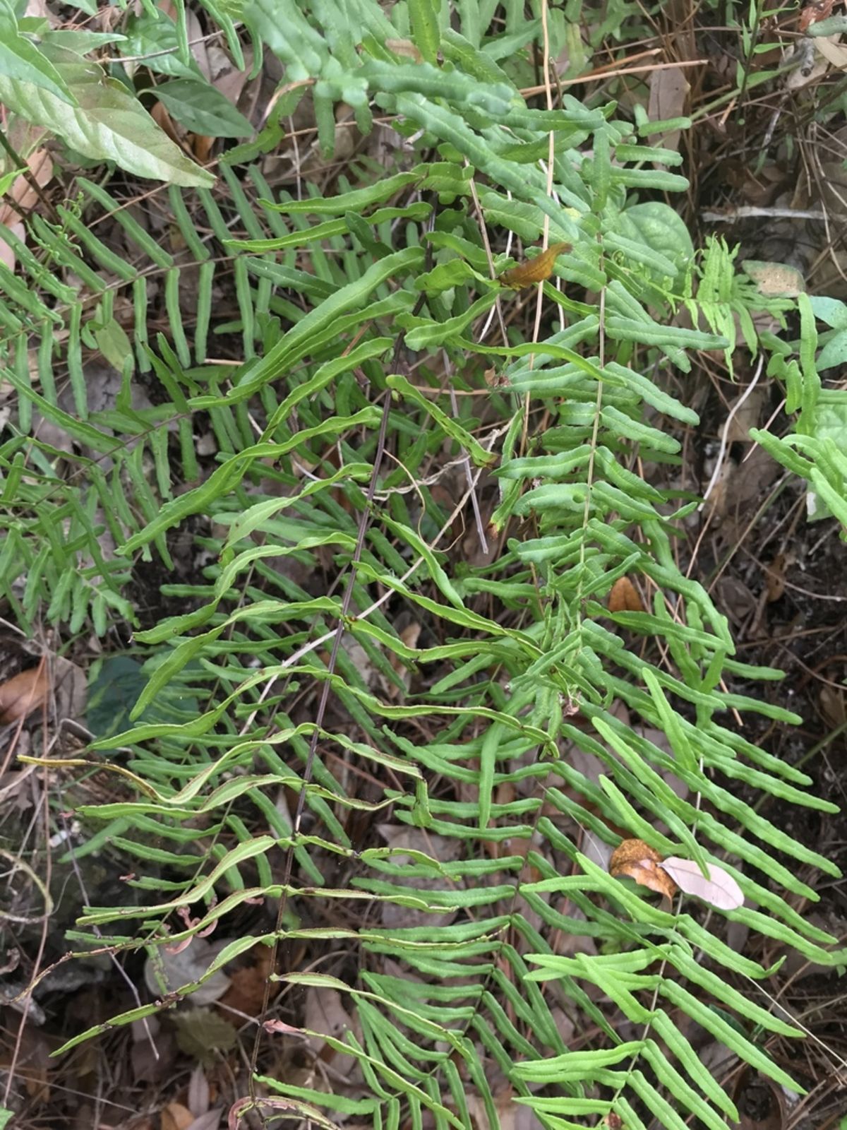 Pteris longifolia L. | Plants of the World Online | Kew Science