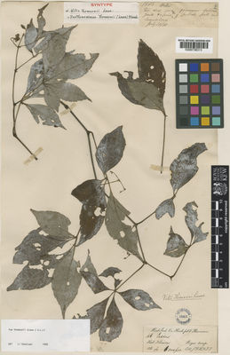 Kew Gardens K000736313:  Hooker, J.D.; Thomson, T. [1585] India