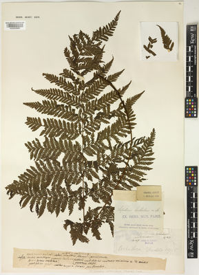 Kew Gardens K000959869:  Werckle, K. [s.n.] Costa Rica