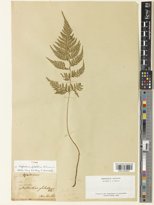 Kew Gardens K001080647:  Cunningham, A. [s.n.] New Zealand