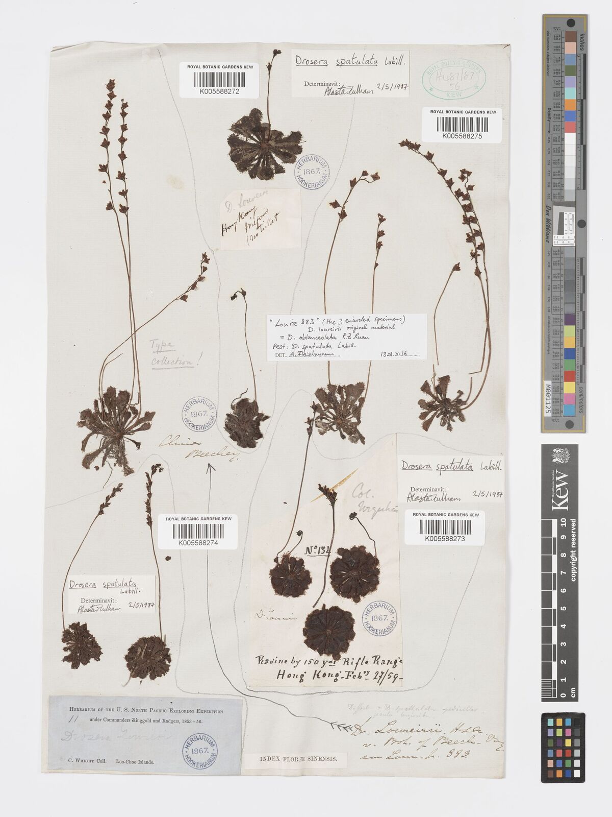 Drosera oblanceolata