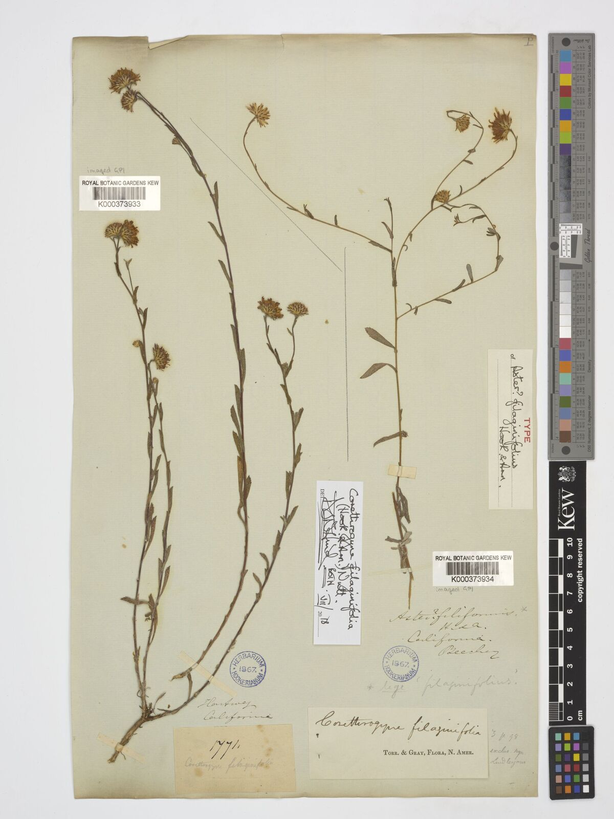 Kew Gardens K000373934:  Beechey [s.n.]