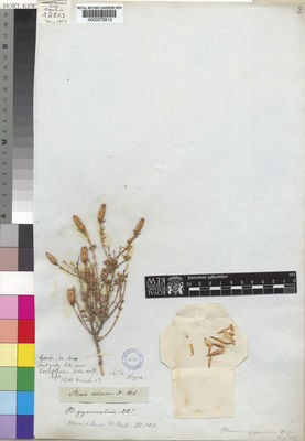 Kew Gardens K000273512:  Drege [s.n.] South Africa