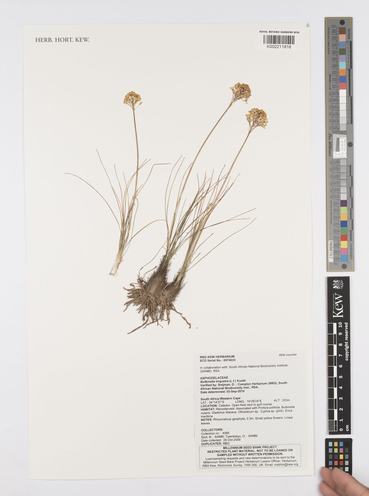 Bulbinella triquetra